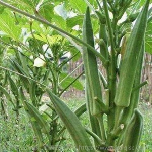 菜苗茄子苗西红柿苗辣椒苗蔬菜苗番茄苗圣女果苗盆栽苗水果黄瓜苗