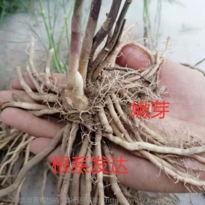 芦笋苗带芽芦笋盆栽蔬菜苗四季种植种苗阳台种子绿植庭院蔬菜落地