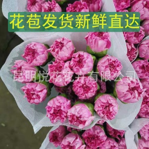 康乃馨鲜花云南基地鲜花直批专供花店婚庆用花家庭插花 量大咨询