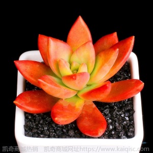 新款 多肉植物组合盆栽 唐印 萌肉肉室内绿植花卉 含盆送土包邮