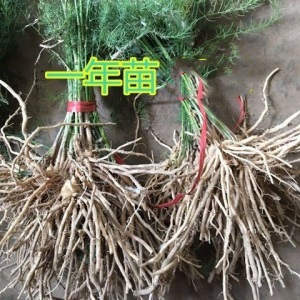 芦笋苗带芽芦笋盆栽蔬菜苗四季种植种苗阳台种子绿植庭院蔬菜落地