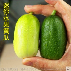 水果黄瓜种苗高产抗病春秋蔬菜苗无刺小黄瓜露天种植黄瓜苗盆栽