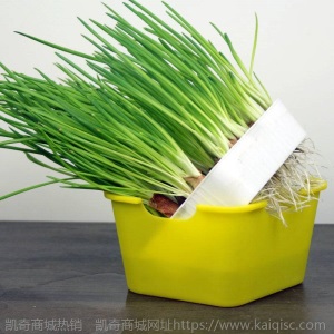 热卖水培香葱种头四季小葱种籽家庭阳台种菜盆栽蔬菜苗葱种子葱头
