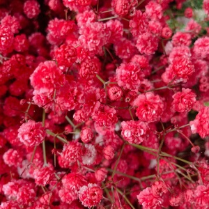 云南昆明满天星鲜花批发 吸色干花鲜花直批客厅花瓶插花 鲜花直批