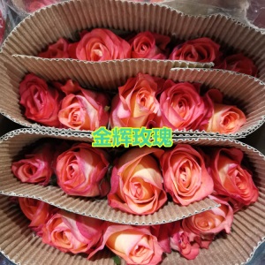 云南昆明玫瑰花鲜花批发教师节礼物直批花店婚庆场地布置用花
