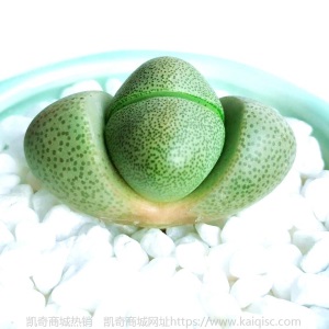 新款 多肉植物组合盆栽 唐印 萌肉肉室内绿植花卉 含盆送土包邮