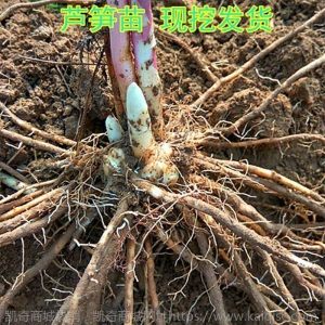 芦笋苗带芽芦笋盆栽蔬菜苗四季种植种苗阳台种子绿植庭院蔬菜落地