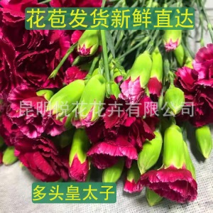 康乃馨鲜花云南基地鲜花直批专供花店婚庆用花家庭插花 量大咨询