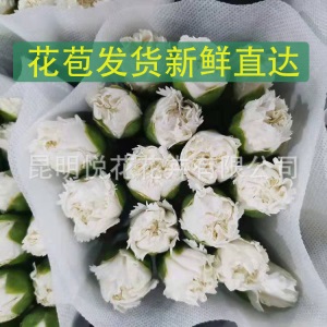 康乃馨鲜花云南基地鲜花直批专供花店婚庆用花家庭插花 量大咨询