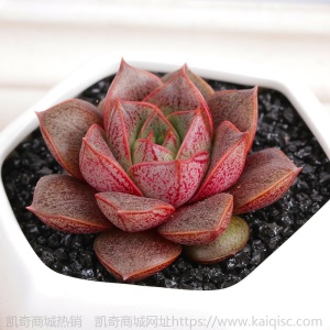 新款 多肉植物组合盆栽 唐印 萌肉肉室内绿植花卉 含盆送土包邮