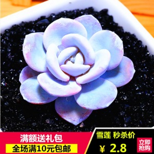 新款 多肉植物组合盆栽 唐印 萌肉肉室内绿植花卉 含盆送土包邮