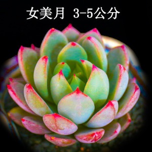 新款 多肉植物组合盆栽 唐印 萌肉肉室内绿植花卉 含盆送土包邮