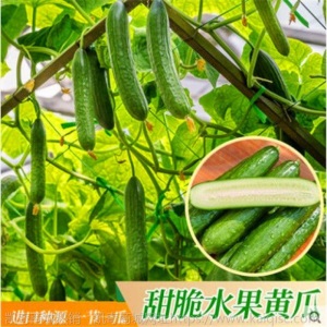 水果黄瓜种苗高产抗病春秋蔬菜苗无刺小黄瓜露天种植黄瓜苗盆栽