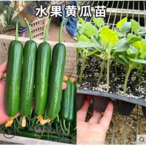 水果黄瓜种苗高产抗病春秋蔬菜苗无刺小黄瓜露天种植黄瓜苗盆栽