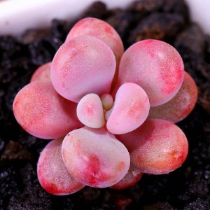 新款 多肉植物组合盆栽 唐印 萌肉肉室内绿植花卉 含盆送土包邮