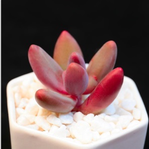 新款 多肉植物组合盆栽 唐印 萌肉肉室内绿植花卉 含盆送土包邮