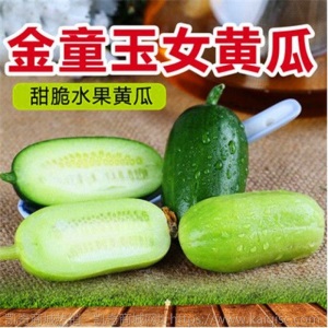 水果黄瓜种苗高产抗病春秋蔬菜苗无刺小黄瓜露天种植黄瓜苗盆栽