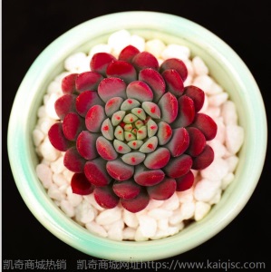 新款 多肉植物组合盆栽 唐印 萌肉肉室内绿植花卉 含盆送土包邮