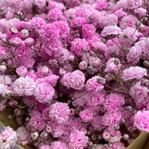 云南昆明满天星鲜花批发 吸色干花鲜花直批客厅花瓶插花 鲜花直批