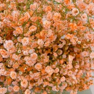 云南昆明满天星鲜花批发 吸色干花鲜花直批客厅花瓶插花 鲜花直批