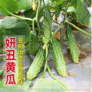 水果黄瓜种苗高产抗病春秋蔬菜苗无刺小黄瓜露天种植黄瓜苗盆栽