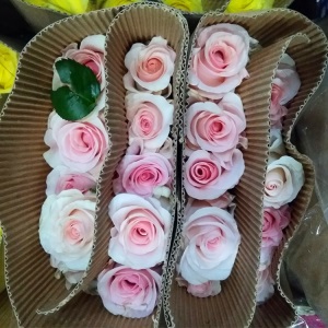 云南昆明玫瑰花鲜花批发教师节礼物直批花店婚庆场地布置用花