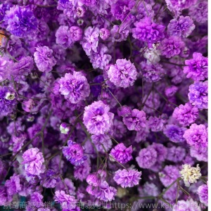 云南昆明满天星鲜花批发 吸色干花鲜花直批客厅花瓶插花 鲜花直批