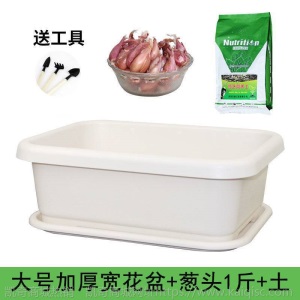 热卖水培香葱种头四季小葱种籽家庭阳台种菜盆栽蔬菜苗葱种子葱头