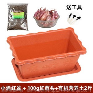 热卖水培香葱种头四季小葱种籽家庭阳台种菜盆栽蔬菜苗葱种子葱头