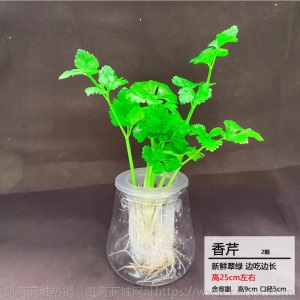 【基地直发】水培蔬菜草莓新鲜活菜带根配送无土栽培菜苗室内种植