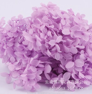 云南鲜花直批永生花木绣球/保鲜花真花干花塔型盒装绣球厂家批发