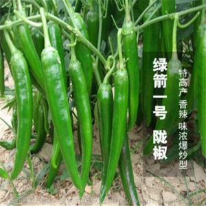 辣椒苗四季蔬菜苗幼苗圣女果苗西红柿苗小番茄苗盆栽黄瓜苗茄子苗