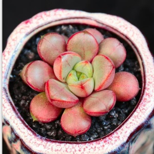 新款 多肉植物组合盆栽 唐印 萌肉肉室内绿植花卉 含盆送土包邮