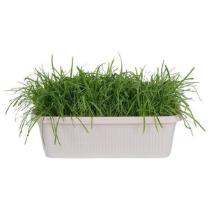 红根大叶韭菜根现挖苗紫根四季久菲菜九菜蔬菜盆栽菜苗韮菜根根苗