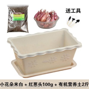 热卖水培香葱种头四季小葱种籽家庭阳台种菜盆栽蔬菜苗葱种子葱头