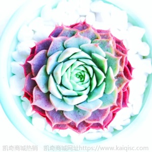 新款 多肉植物组合盆栽 唐印 萌肉肉室内绿植花卉 含盆送土包邮
