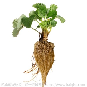 【基地直发】水培蔬菜草莓新鲜活菜带根配送无土栽培菜苗室内种植