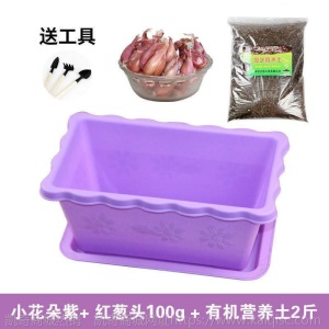 热卖水培香葱种头四季小葱种籽家庭阳台种菜盆栽蔬菜苗葱种子葱头