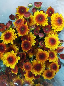 云南昆明小雏菊鲜花批发基地直发新鲜家用花店婚庆直批办公室插花