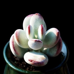 新款 多肉植物组合盆栽 唐印 萌肉肉室内绿植花卉 含盆送土包邮