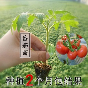 辣椒苗四季蔬菜苗幼苗圣女果苗西红柿苗小番茄苗盆栽黄瓜苗茄子苗