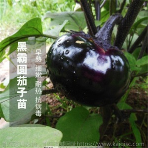辣椒苗四季蔬菜苗幼苗圣女果苗西红柿苗小番茄苗盆栽黄瓜苗茄子苗
