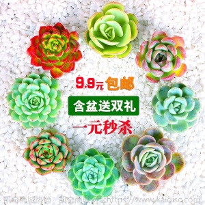 新款 多肉植物组合盆栽 唐印 萌肉肉室内绿植花卉 含盆送土包邮