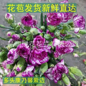 康乃馨鲜花云南基地鲜花直批专供花店婚庆用花家庭插花 量大咨询