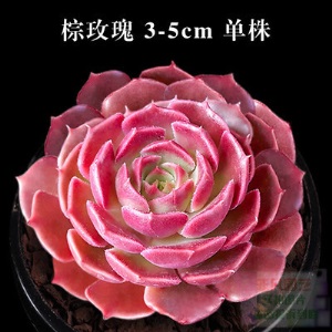 新款 多肉植物组合盆栽 唐印 萌肉肉室内绿植花卉 含盆送土包邮