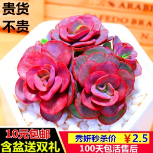 新款 多肉植物组合盆栽 唐印 萌肉肉室内绿植花卉 含盆送土包邮