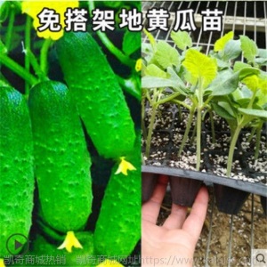 水果黄瓜种苗高产抗病春秋蔬菜苗无刺小黄瓜露天种植黄瓜苗盆栽