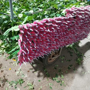 云南昆明玫瑰花鲜花批发教师节礼物直批花店婚庆场地布置用花