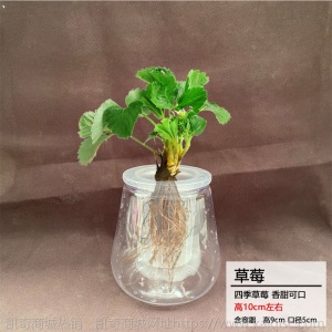 【基地直发】水培蔬菜草莓新鲜活菜带根配送无土栽培菜苗室内种植