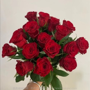 云南昆明玫瑰花鲜切花基地批发红玫瑰卡罗拉鲜花直批花店婚庆布置
